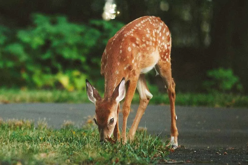 Deer eating food