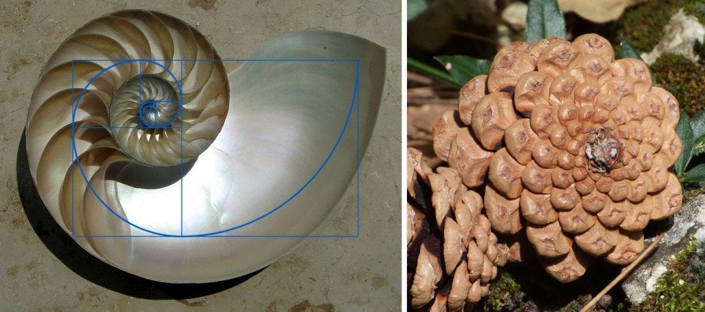 Golden spiral in shell (Nautilus Cutaway Logarithmic Spiral) and pine cone