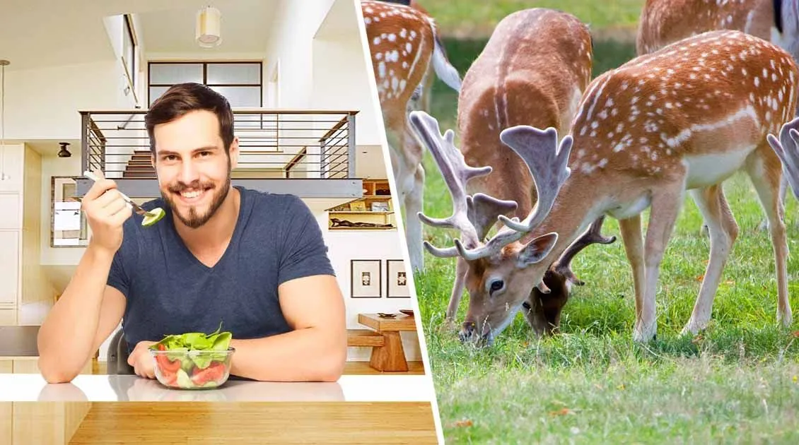 If Human Needs Balanced Diet, How Animals Survive On A Narrow Diet?