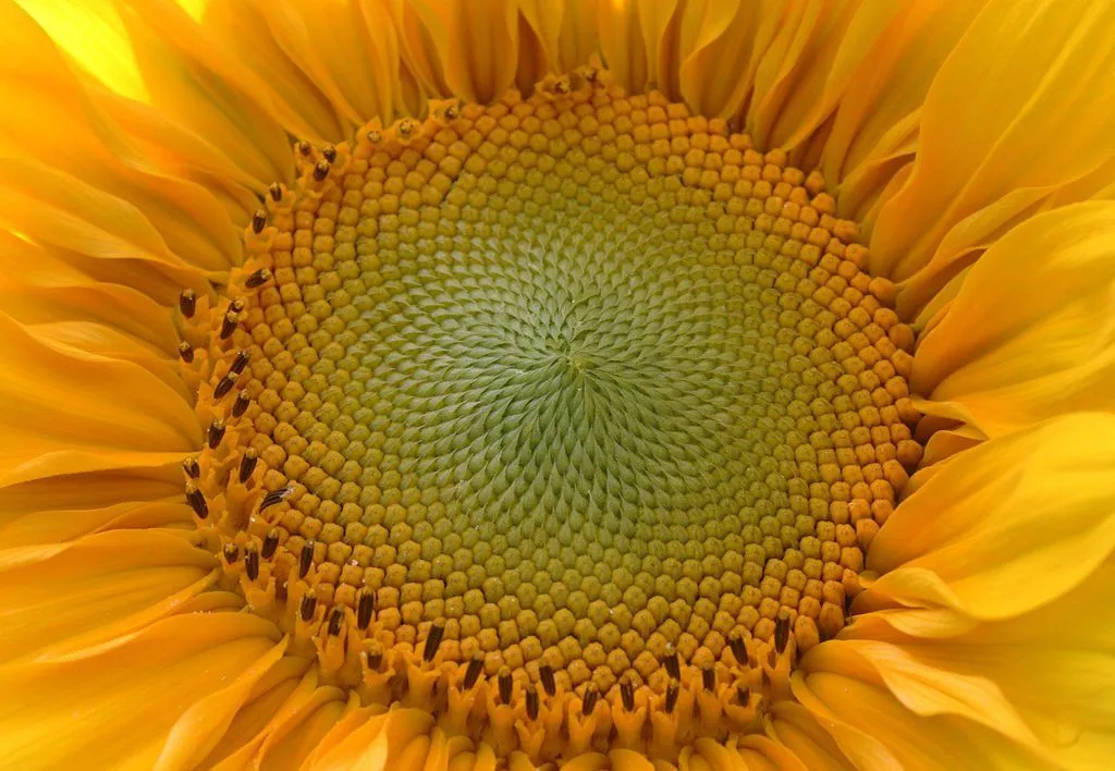 Tournesol Sunflower golden ratio Fibonacci