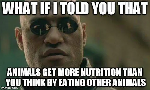If Human Health Requires A Balanced Diet, How Do Animals Survive On Such Narrow Diets?