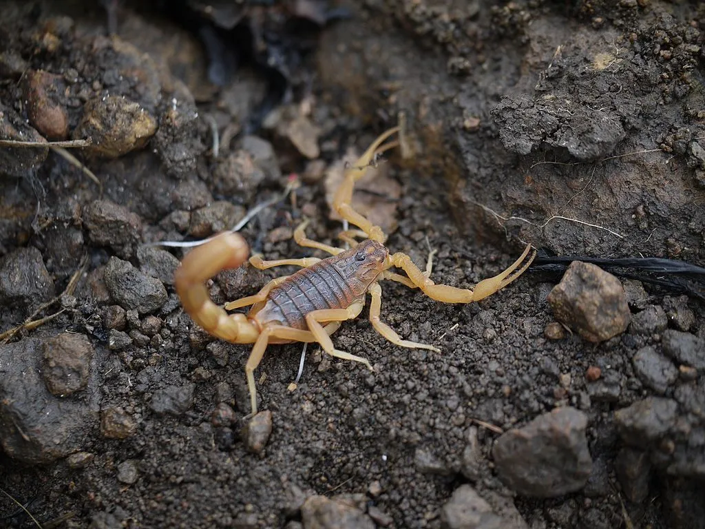 Poison Vs Venom: What’s The Difference Between Venom And Poison’?