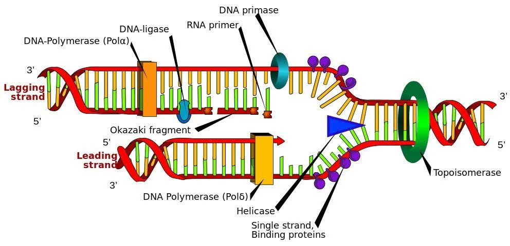 DNA replication
