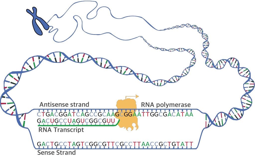 DNA transcription