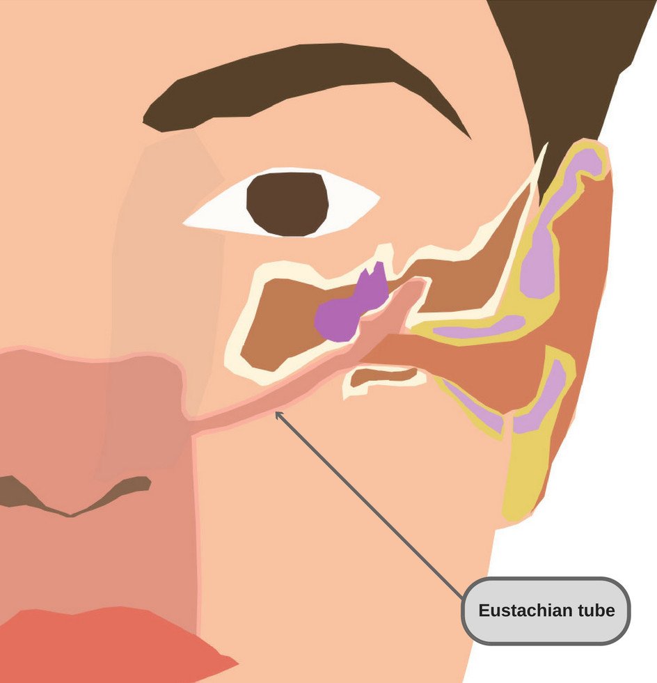 Eustachian tube