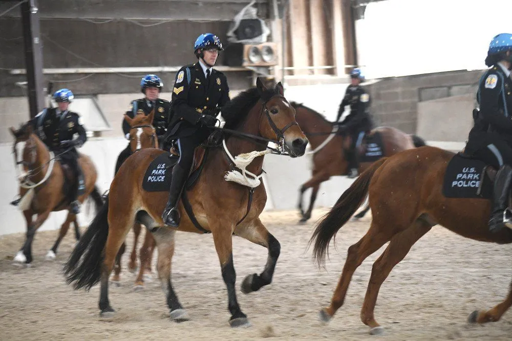 Police Horse: Why Do Police Use Horses In Some Cities?