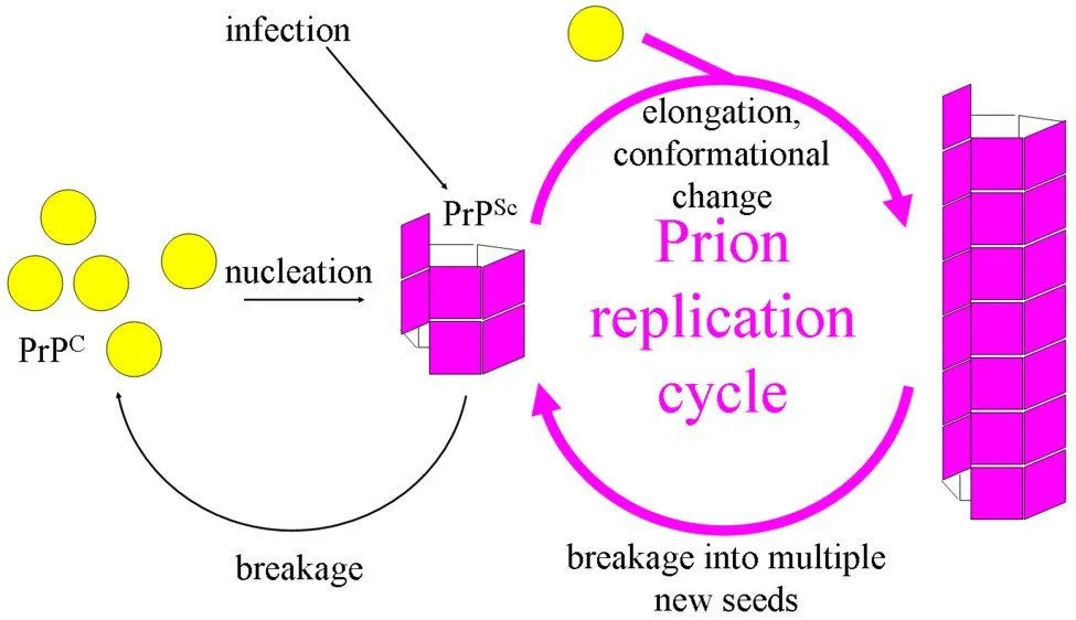 Prion Replication