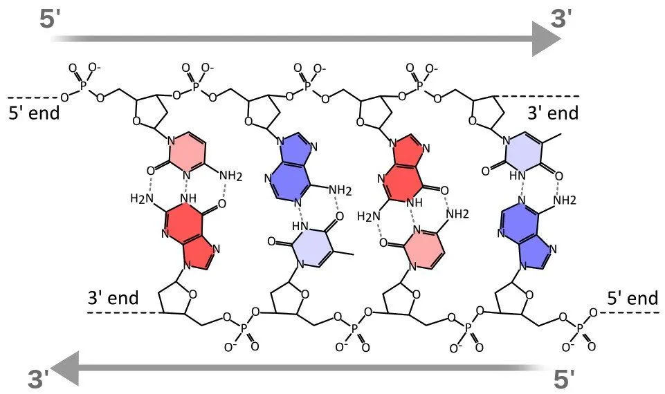 The chemical structure of a four base pair fragment of a DNA double helix.