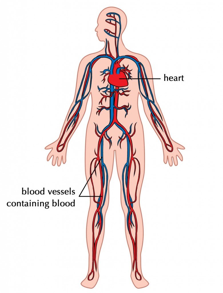 Circulatory system.