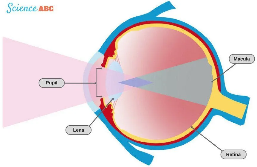 The lens converges light from our surroundings onto the retina, the screen on which the images are formed.