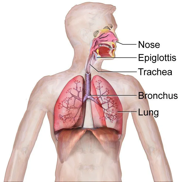 How Does The Human Respiratory System Work?