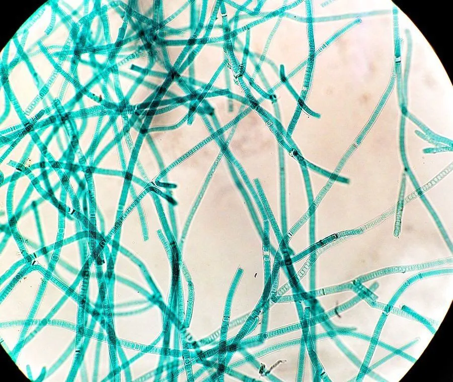 An image of Cyanobacteria, Tolypothrix