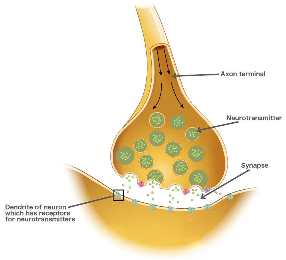 Conduction through a synapse