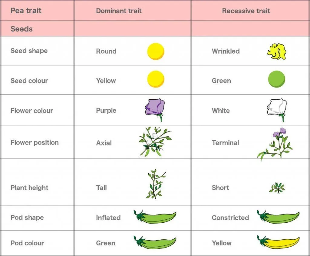 Pea plant dominant and recessive traits