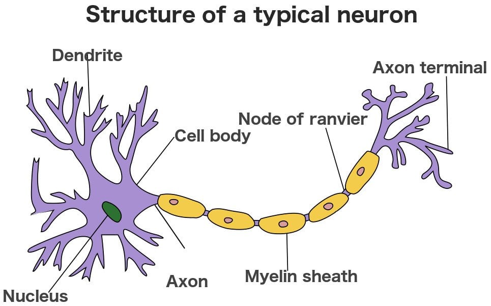 Structure of a typical neuron