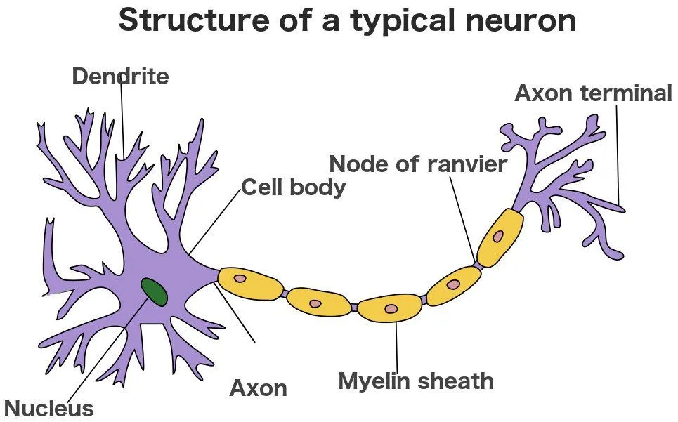Structure of a typical neuron