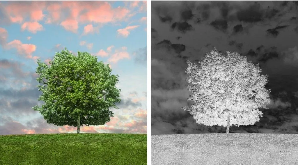 Tree in sunlight & tree in negative