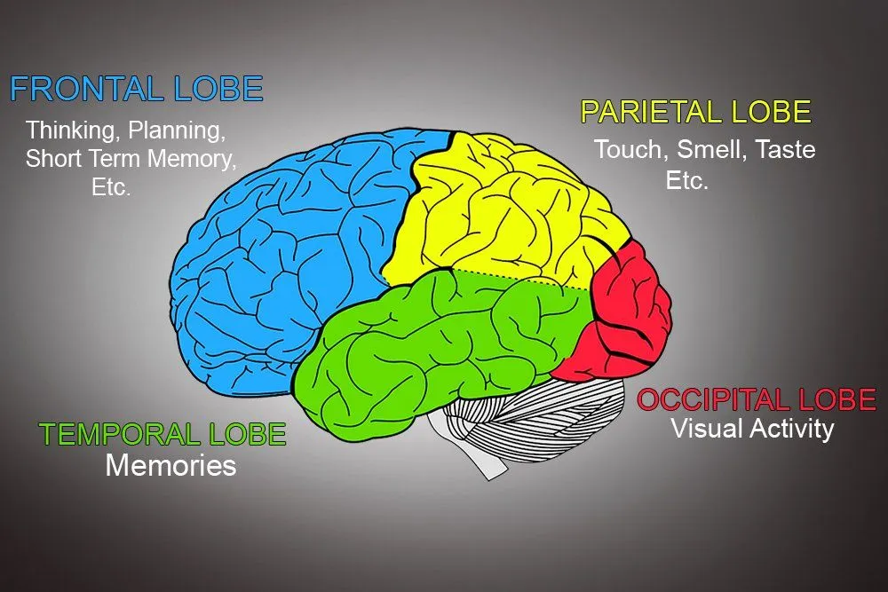 Cerebrum: Definition, Anatomy And Function