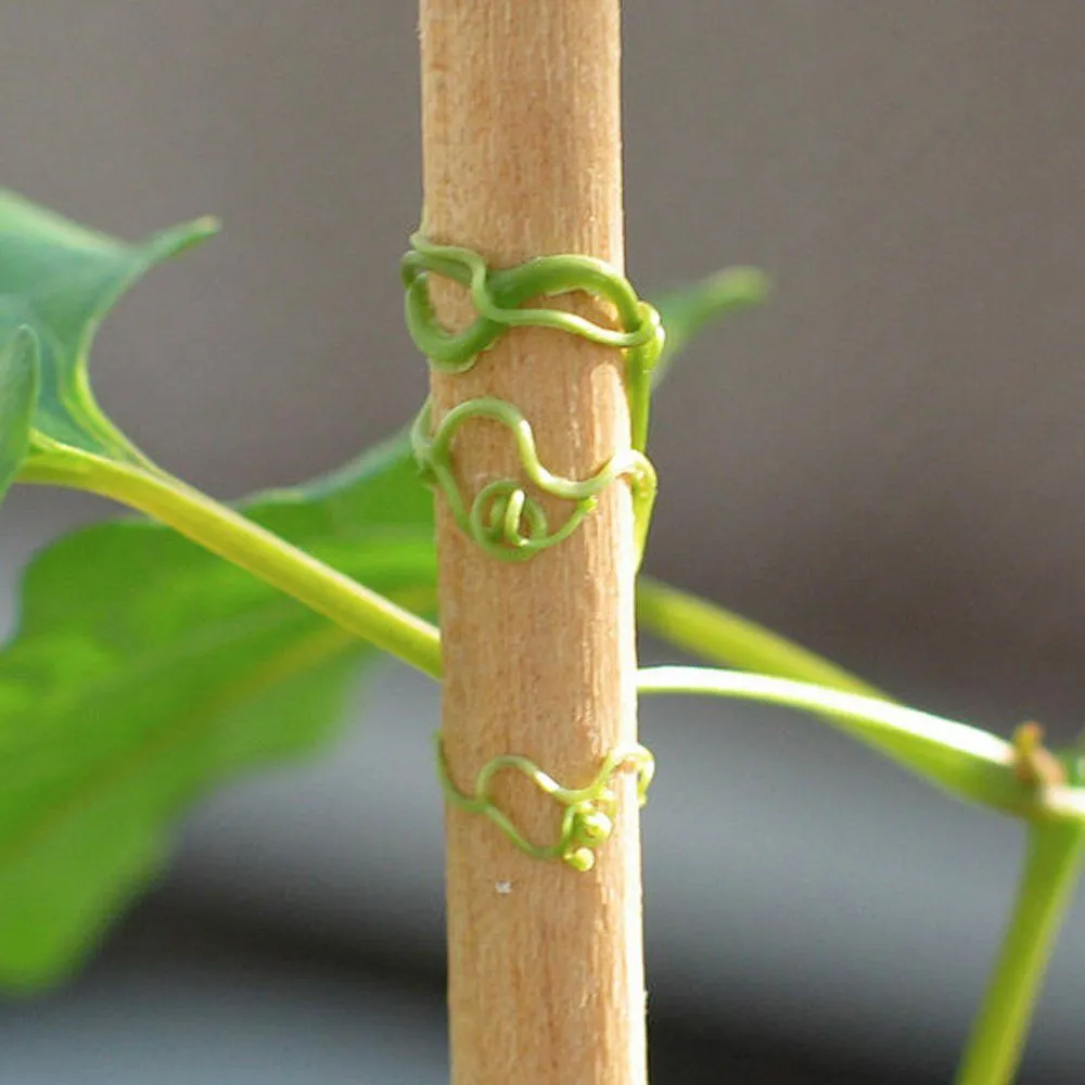 Positive Thigmotropism