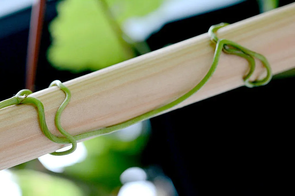 Thigmotropism: Definition, Examples, Types (Positive And Negative)