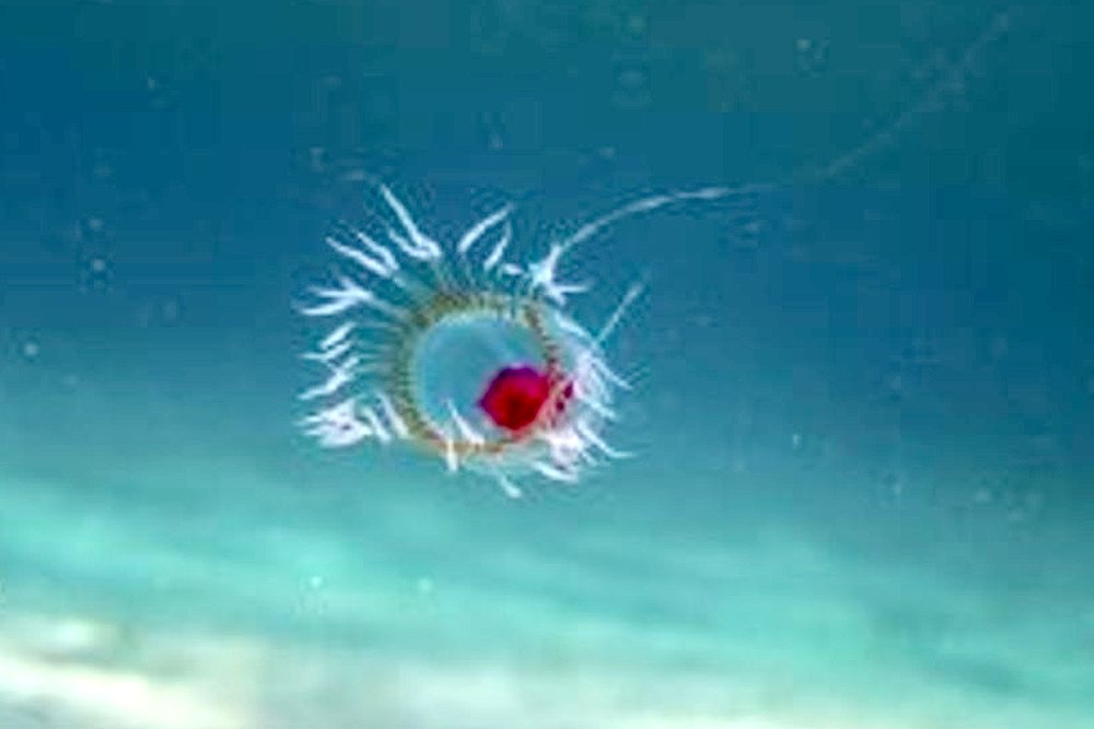 Turritopsis dohrnii