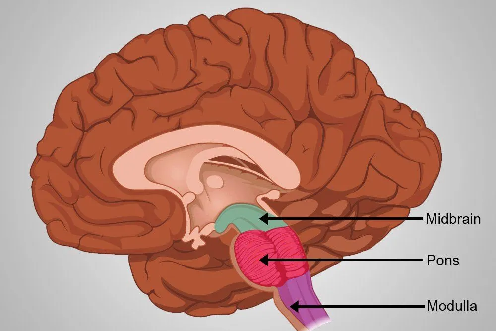 Medulla Oblongata: Definition, Structure And Functions