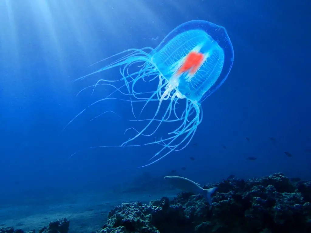 Immortal Jellyfish: Why Turritopsis Dohrnii Called "Immortal Jellyfish"?