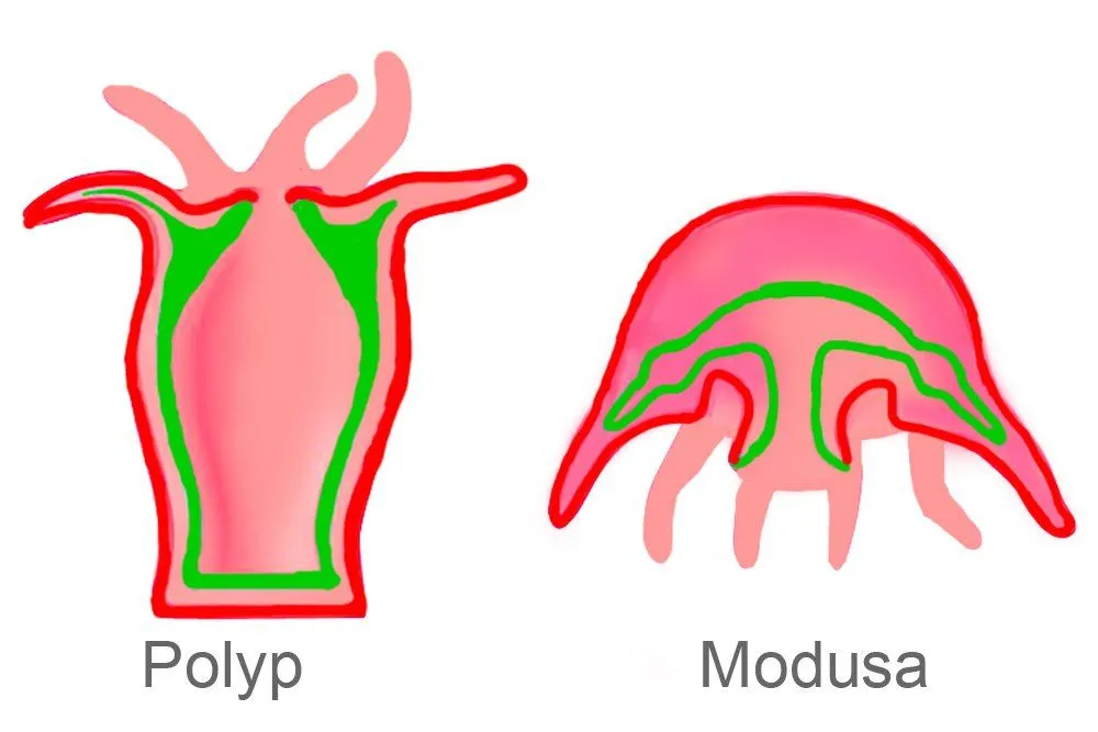 modusa and polyp