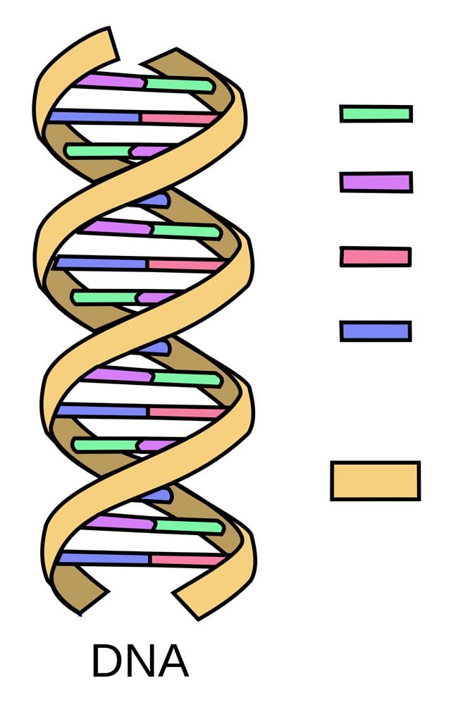 DNA