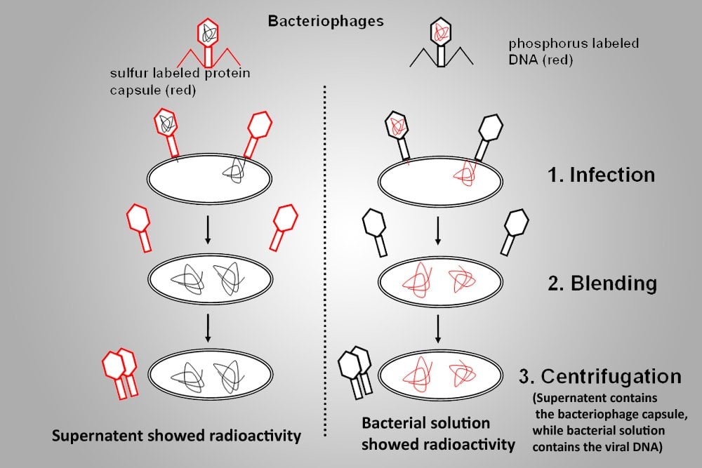 Hershey - Chase experiment