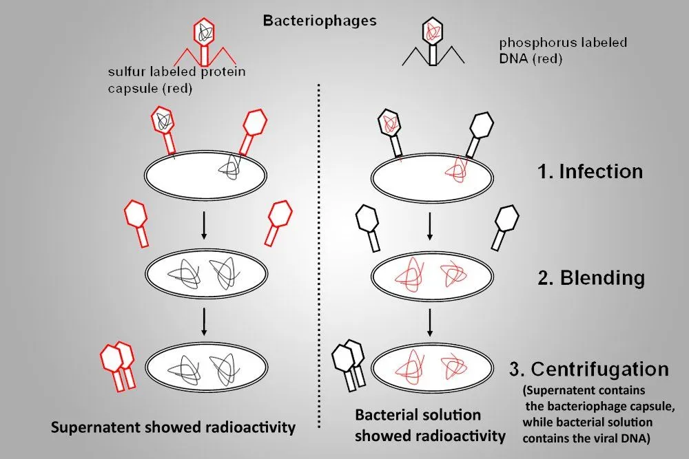 Hershey - Chase experiment