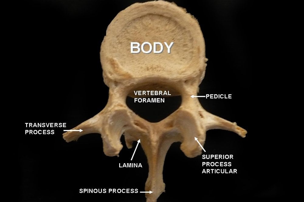 Lumbar vertebra