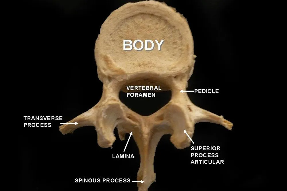 Lumbar vertebra