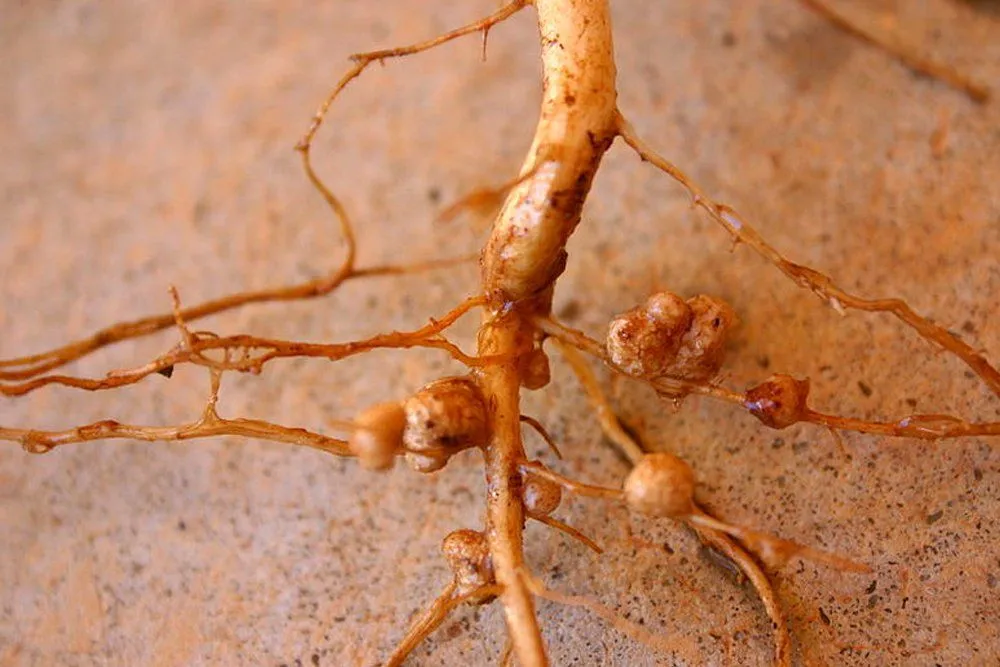 Root nodules