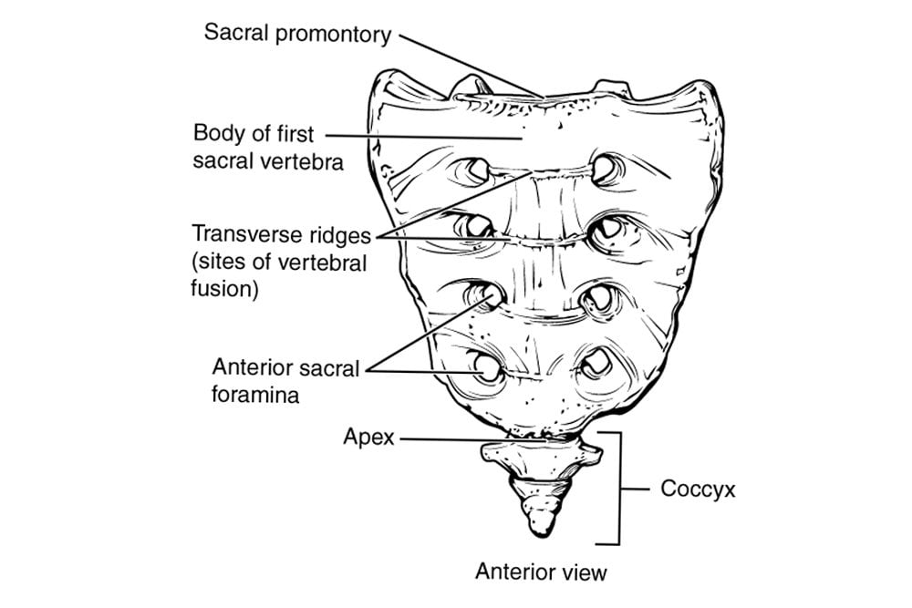 Sacrococcygeal region