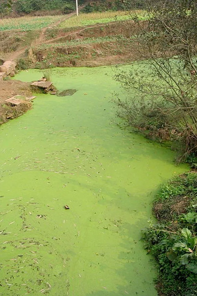 algal bloom