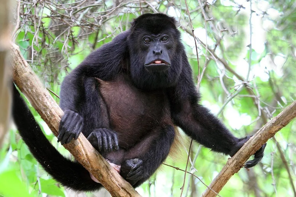 Why Did Humans Lose Their Tails?