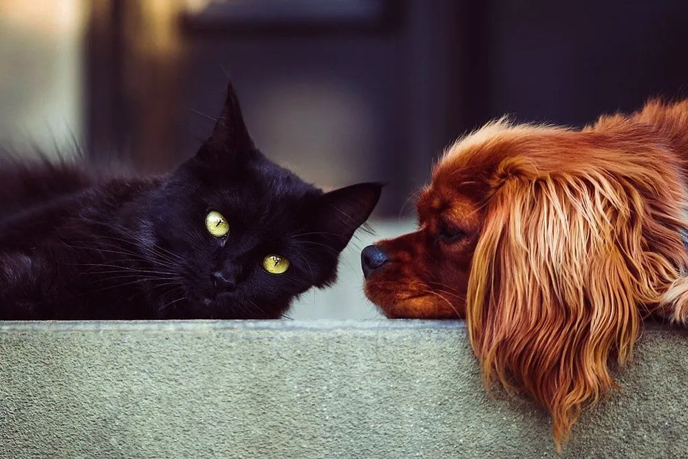 Do Cats And Dogs Really Hate Each Other?