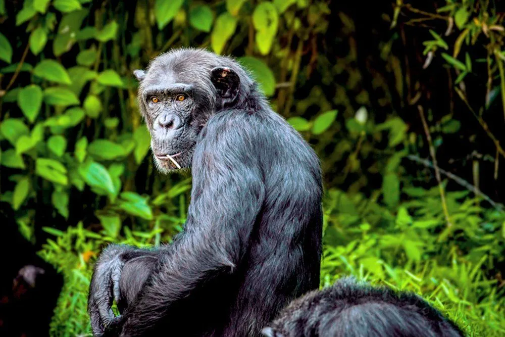 Can Chimpanzees Learn Sign Language?