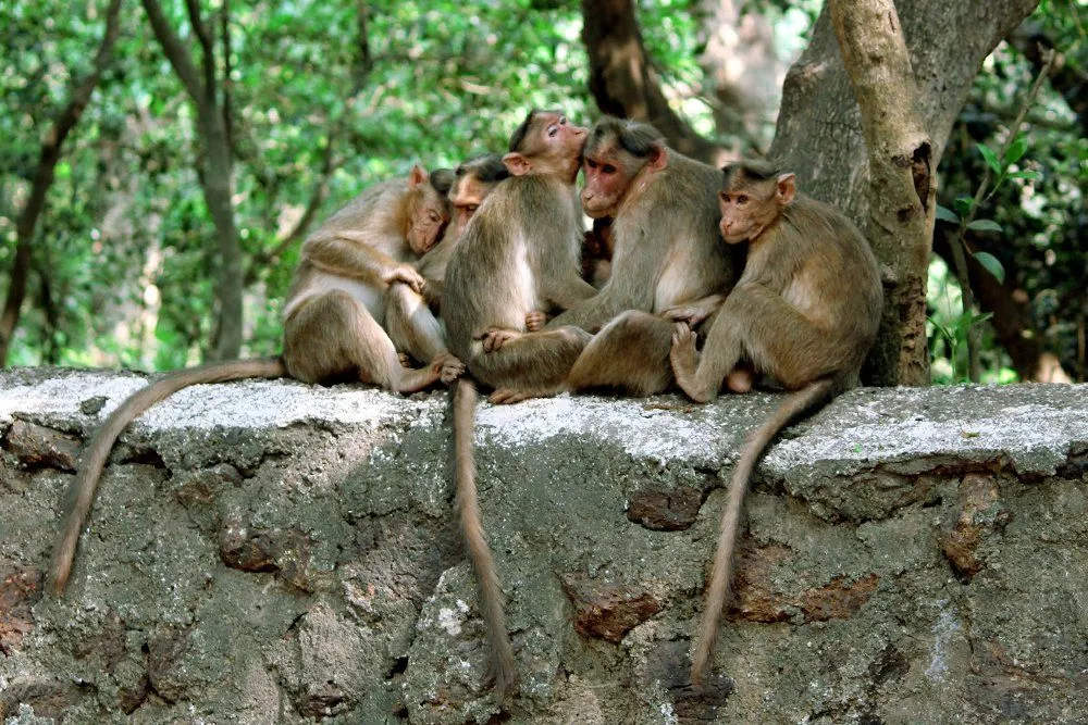 Monkey