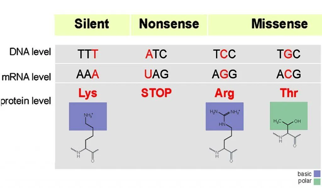 point mutation
