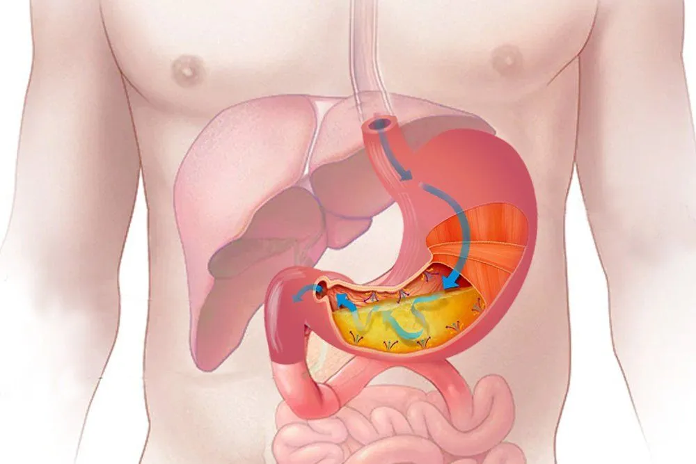 How Do Microbes Survive The Acidic Environment Of The Stomach?