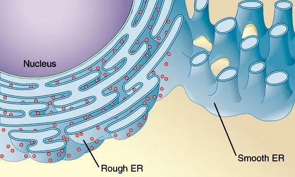 Endoplasmic Reticulum