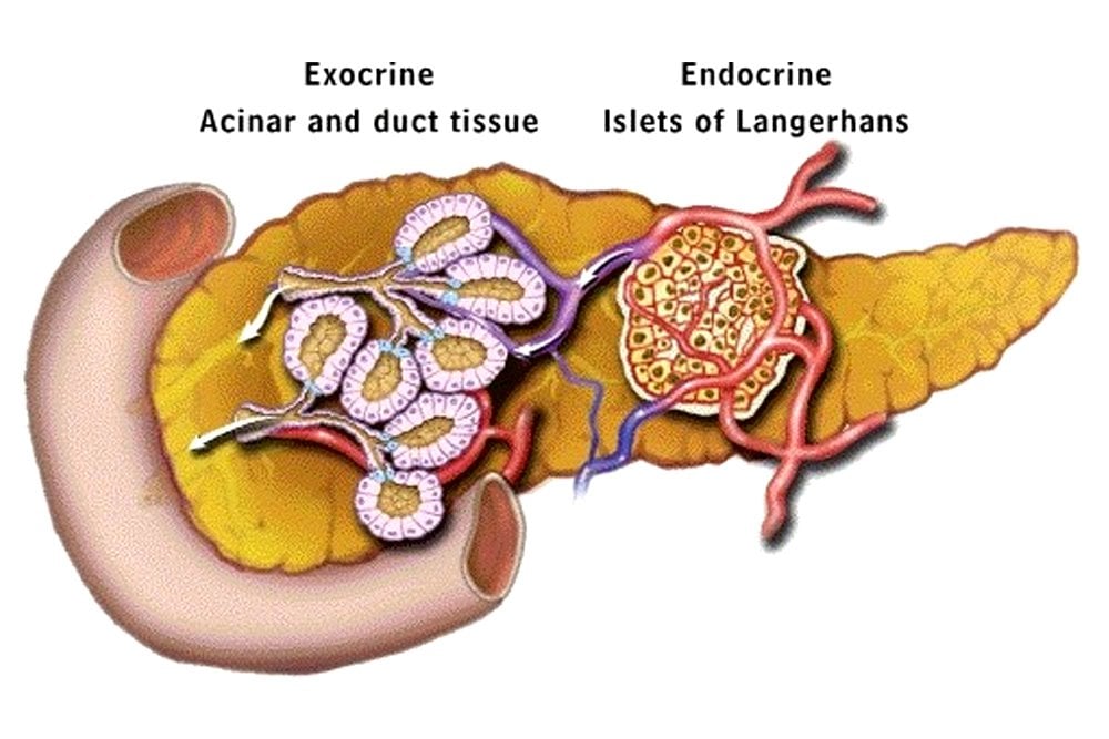 Islets of langerhans