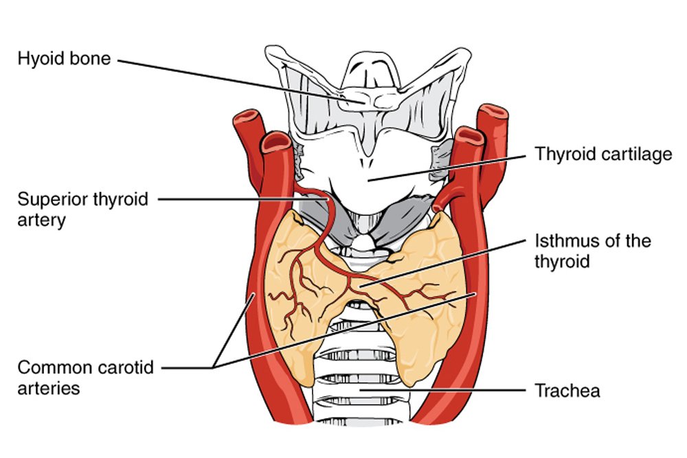Thyroid