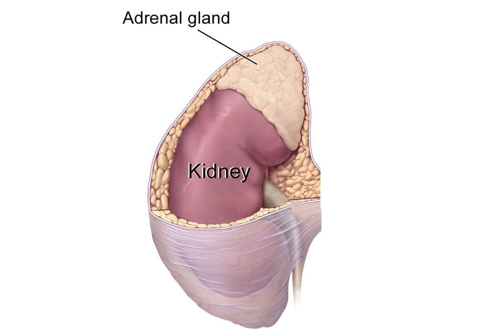 adrenal gland