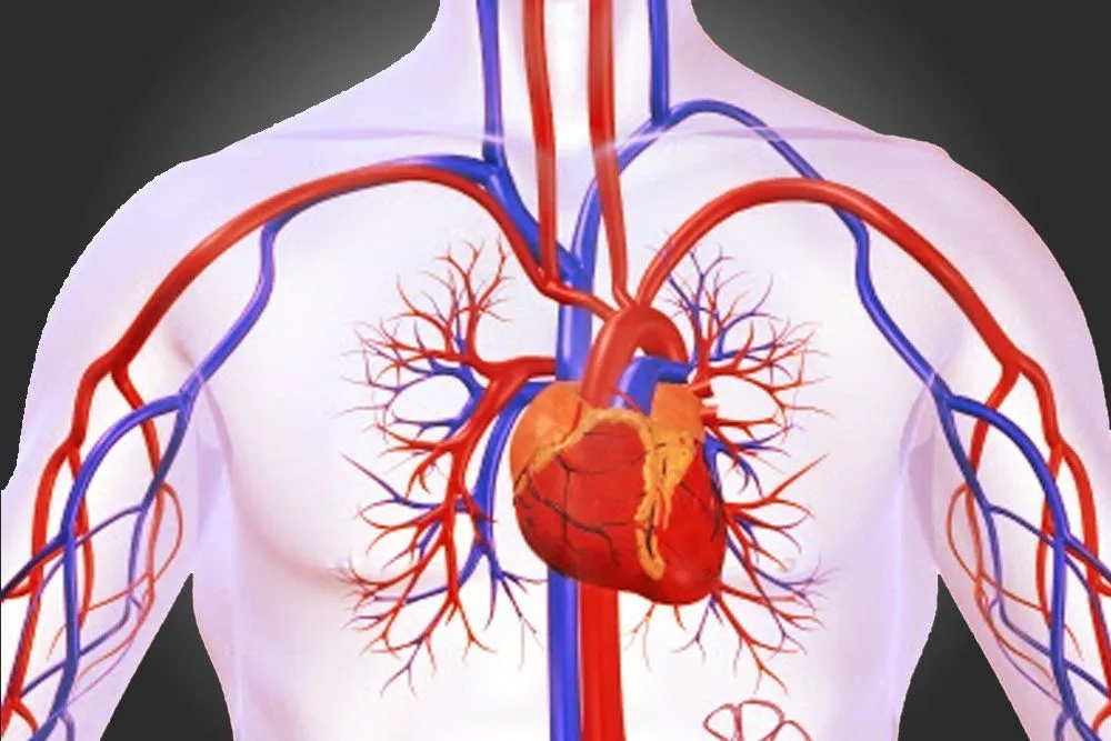 Circulatory System: Definition, Diagram And Functioning