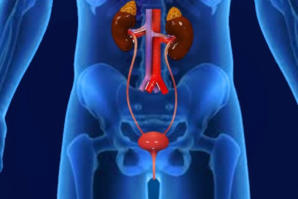 Excretory System: Definition, Diagram, Organs And Function