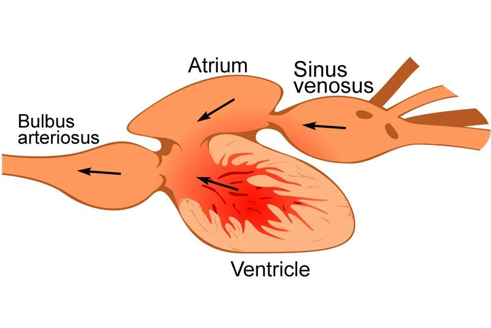fish heart
