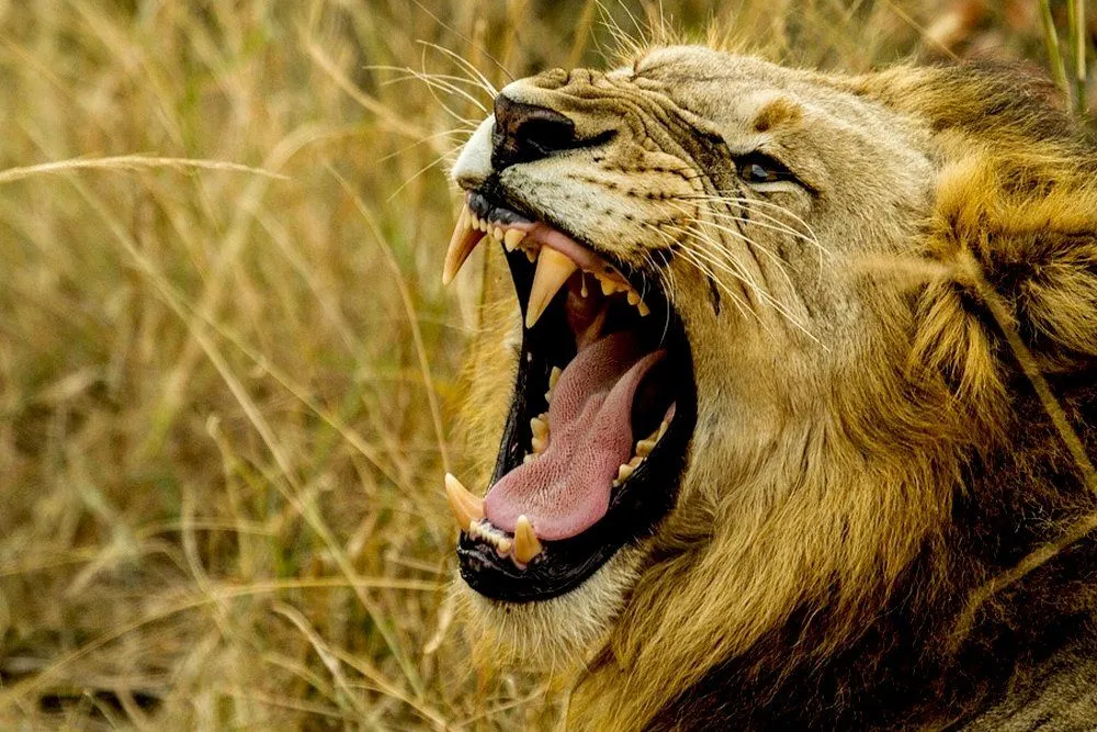 If You're Allergic To Cats Are You Allergic To Lions And Tigers?